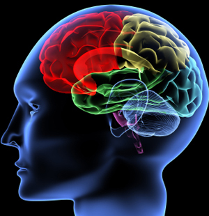 20081029_brain.jpg